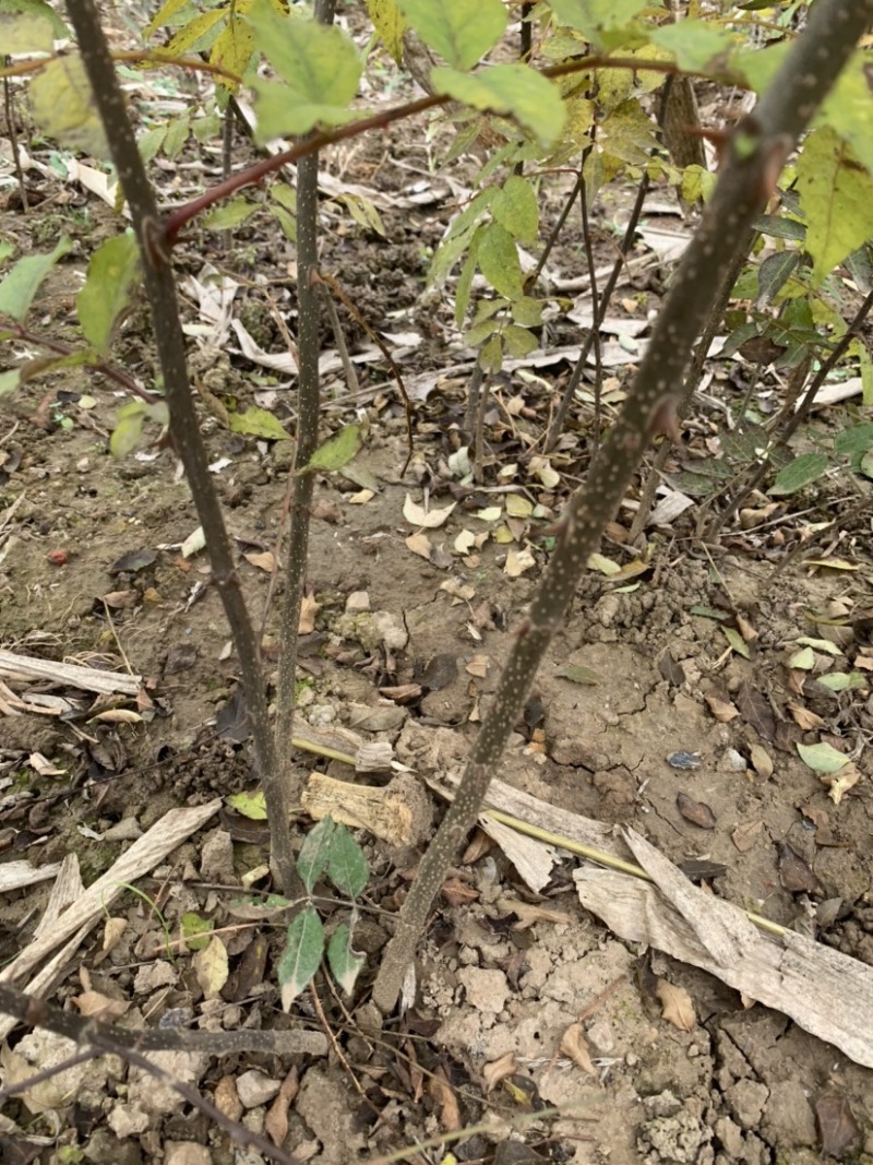 花椒苗2年苗大红袍花椒苗嫁接无刺花椒苗包邮