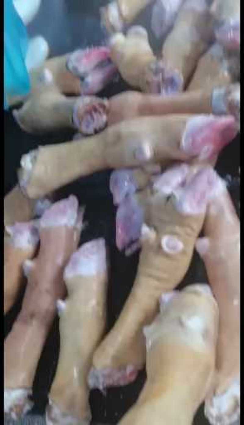 火烧牛蹄山东牛蹄货量充足品质保证，欢迎联系