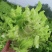 儿菜
