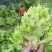 儿菜