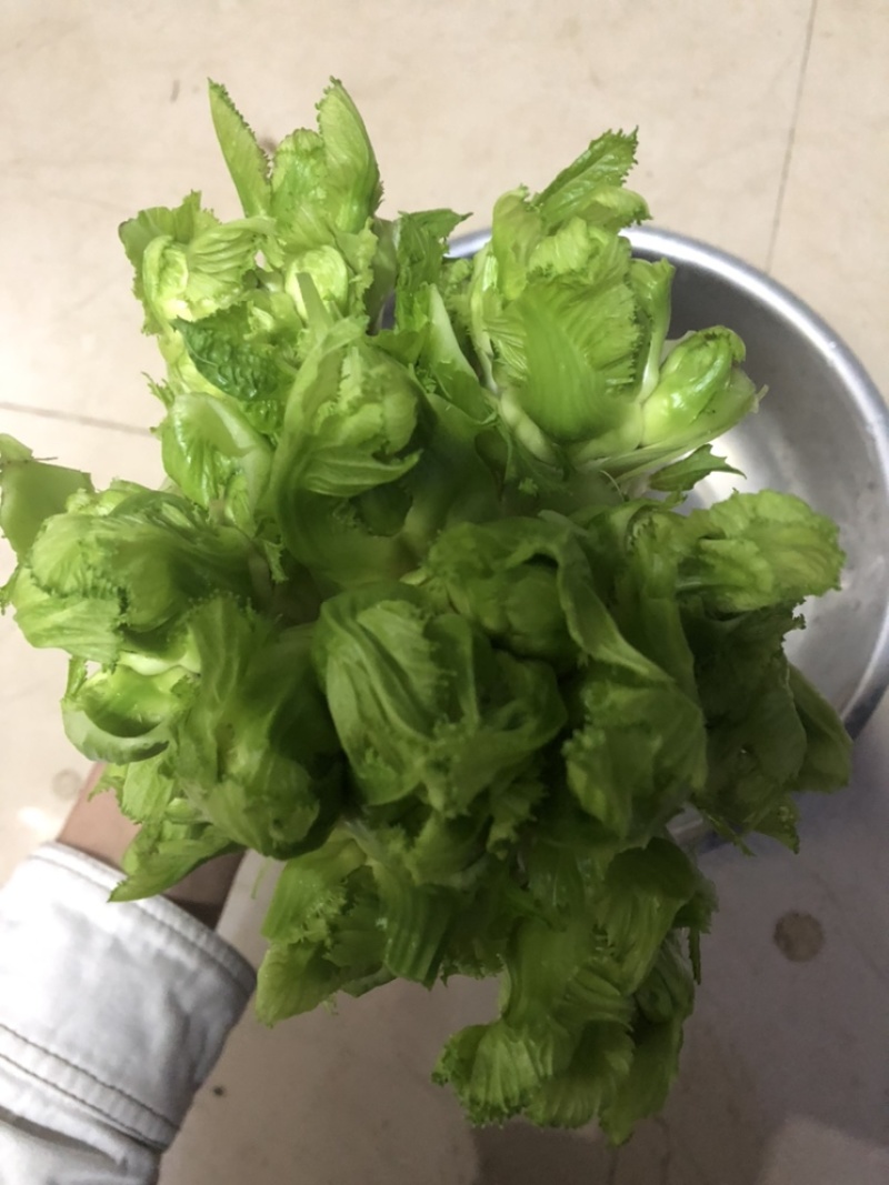 儿菜