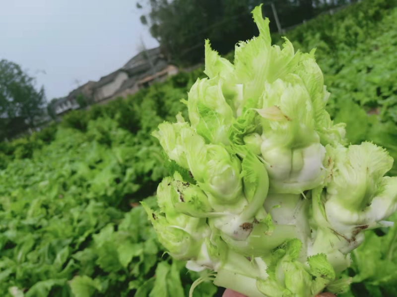 儿菜