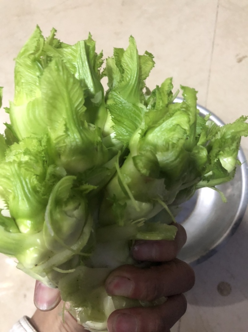 儿菜