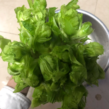儿菜