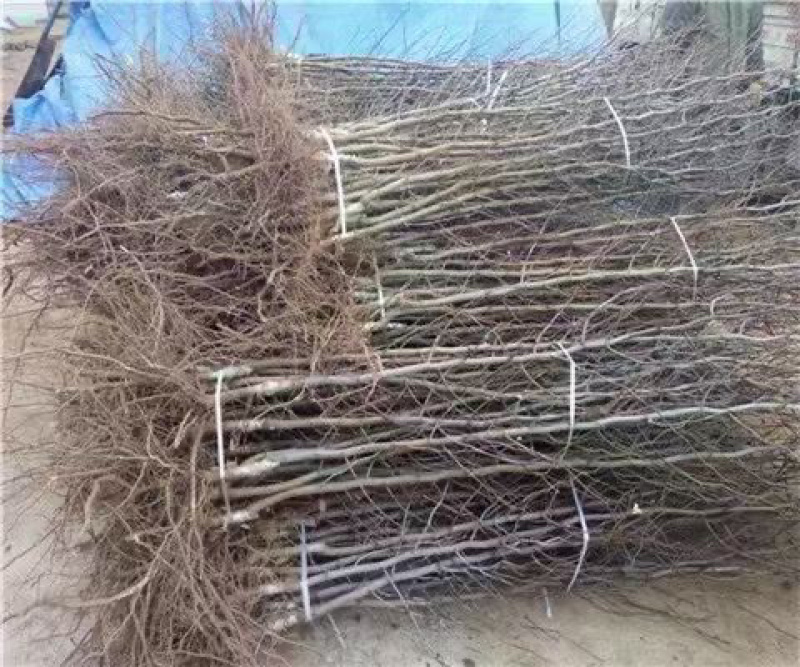 枣树苗，冬枣苗，金丝大枣苗，脆枣苗现挖现发量大从优