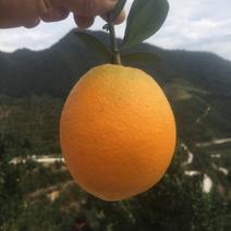 橙子（福建省漳州市平和县纽荷尔脐橙口感清甜）