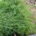 大棚茴香苗河北柏乡茴香苗种植基地茴香苗