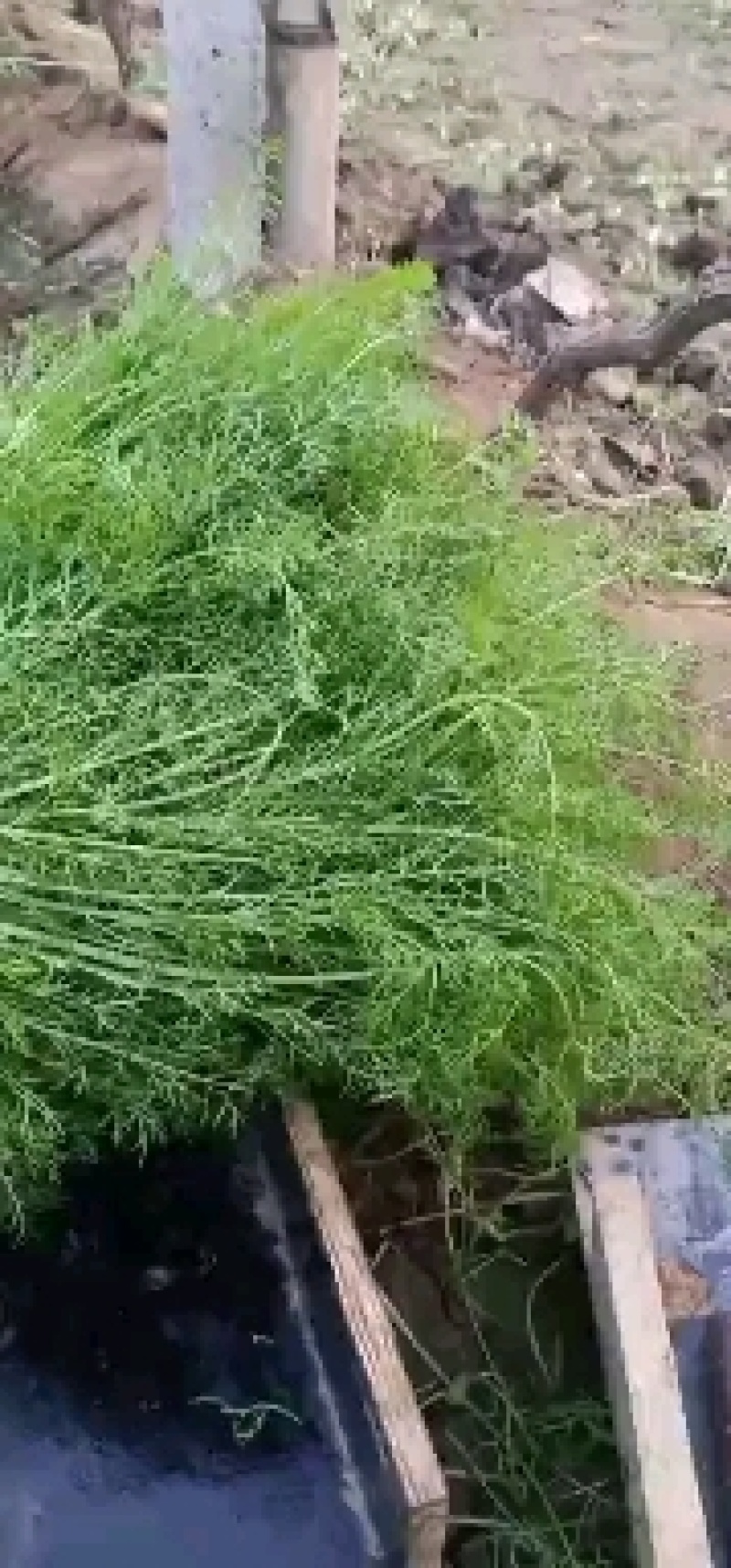 大棚茴香苗河北柏乡茴香苗种植基地茴香苗