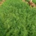大棚茴香苗河北柏乡茴香苗种植基地茴香苗