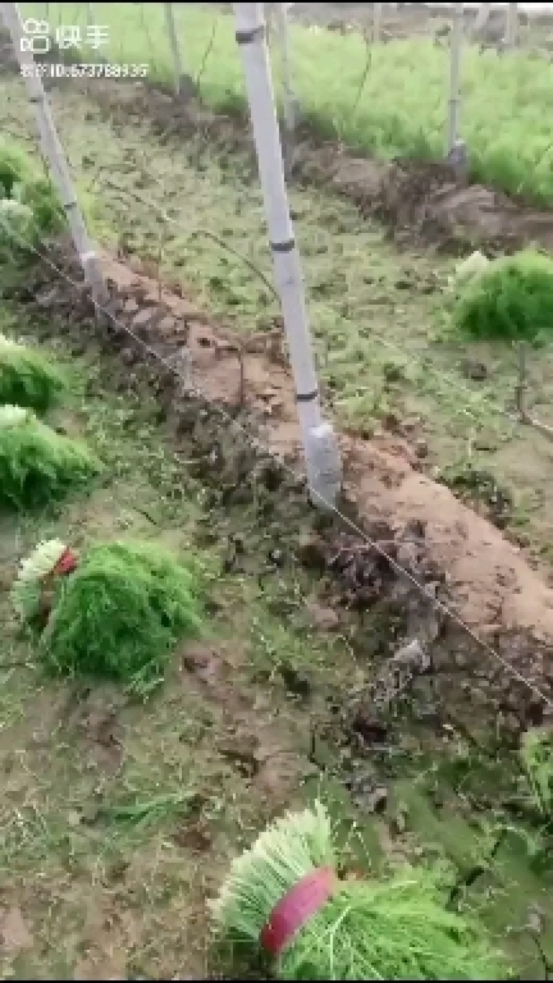 大棚茴香苗河北柏乡茴香苗种植基地茴香苗