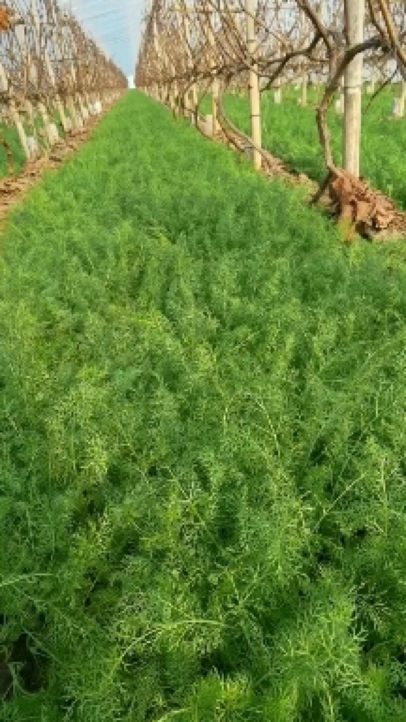 大棚茴香苗河北柏乡茴香苗种植基地茴香苗