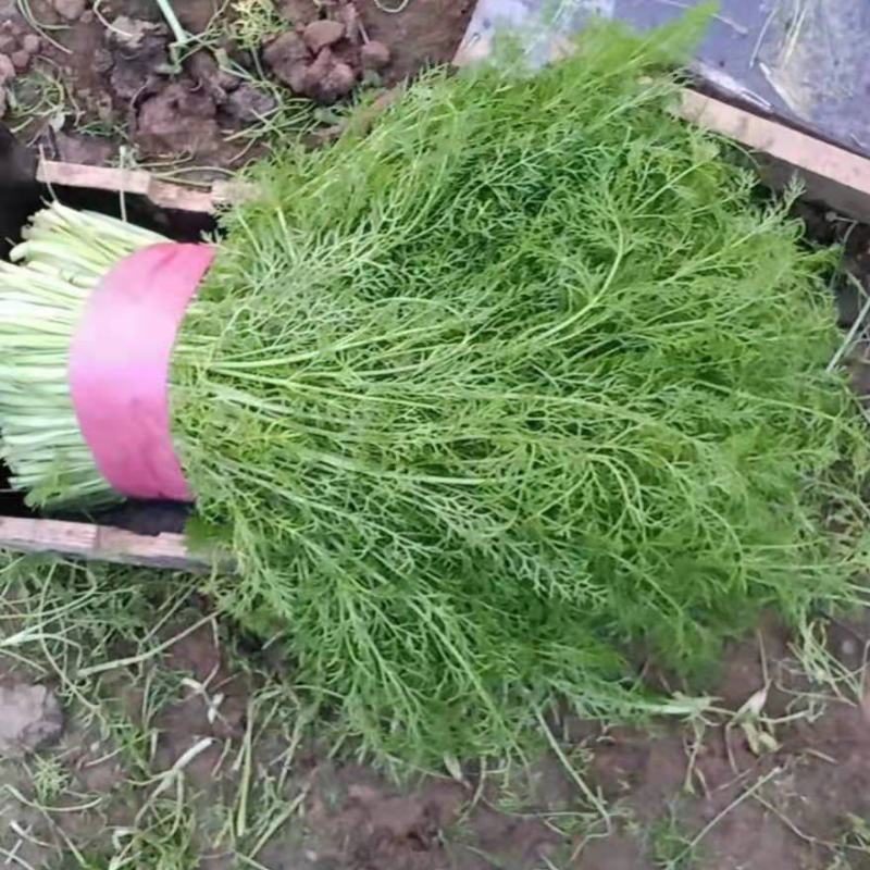 大棚茴香苗河北柏乡茴香苗种植基地茴香苗