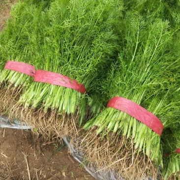 大棚茴香苗河北柏乡茴香苗种植基地茴香苗