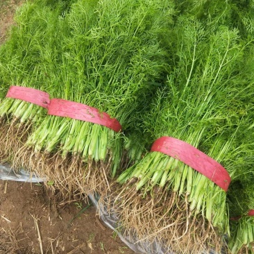 茴香扁杆茴香精品茴香大棚茴香苗河北柏乡茴香苗种植基地