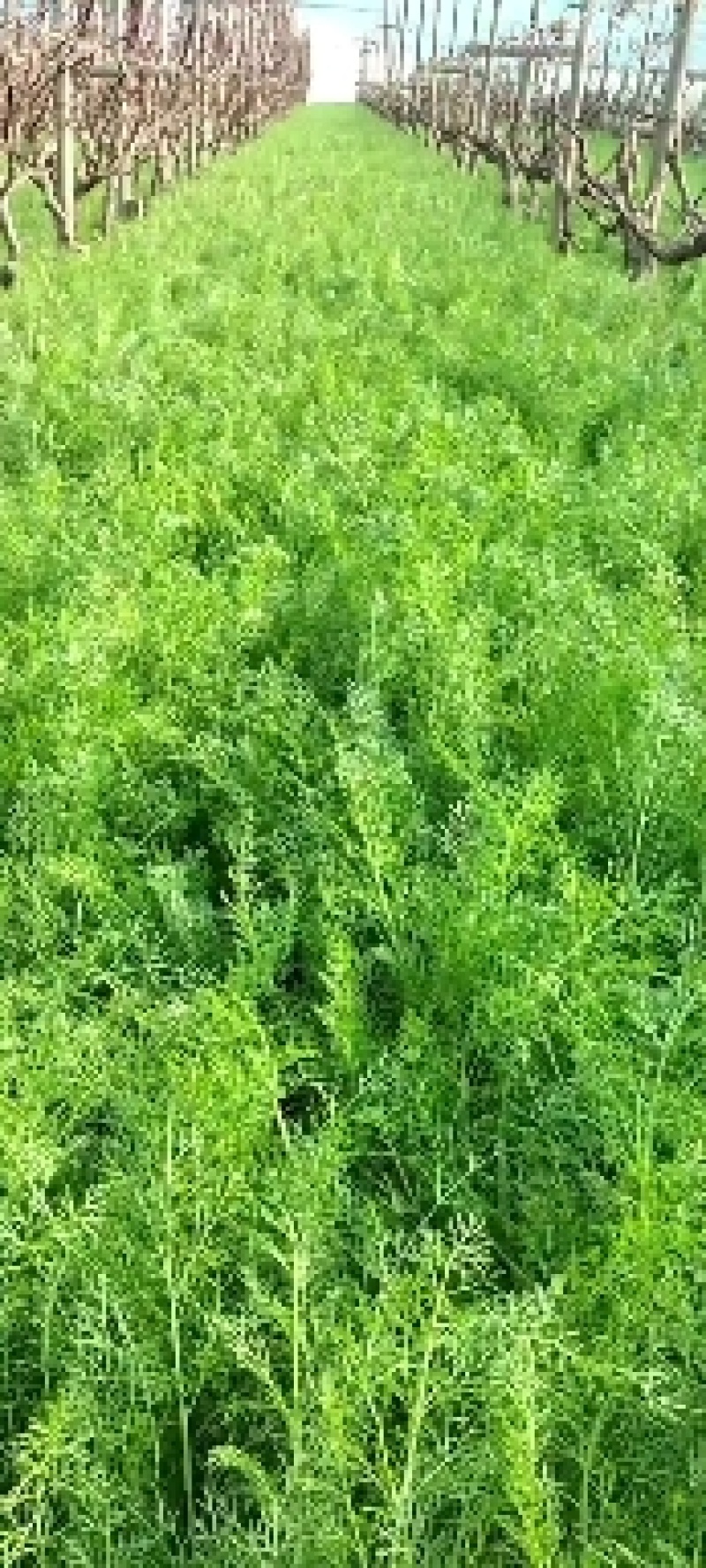 茴香扁杆茴香精品茴香大棚茴香苗河北柏乡茴香苗种植基地