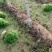 茴香扁杆茴香精品茴香大棚茴香苗河北柏乡茴香苗种植基地