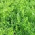 茴香扁杆茴香精品茴香大棚茴香苗河北柏乡茴香苗种植基地