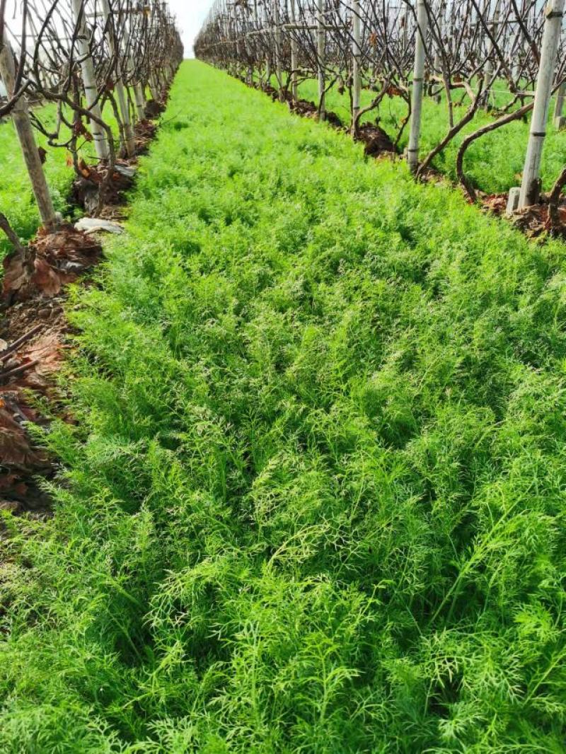 茴香扁杆茴香精品茴香大棚茴香苗河北柏乡茴香苗种植基地