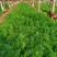茴香扁杆茴香精品茴香大棚茴香苗河北柏乡茴香苗种植基地