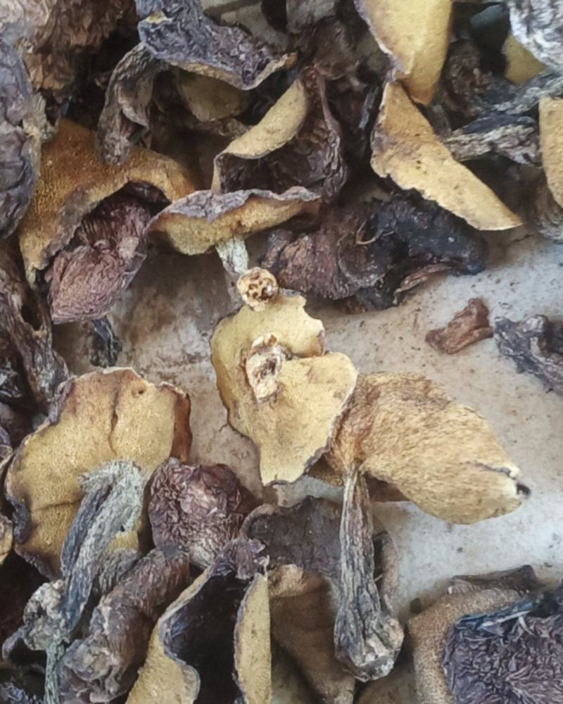 烘干松蘑【推荐】产地直发品质保证可视频看货欢迎下单