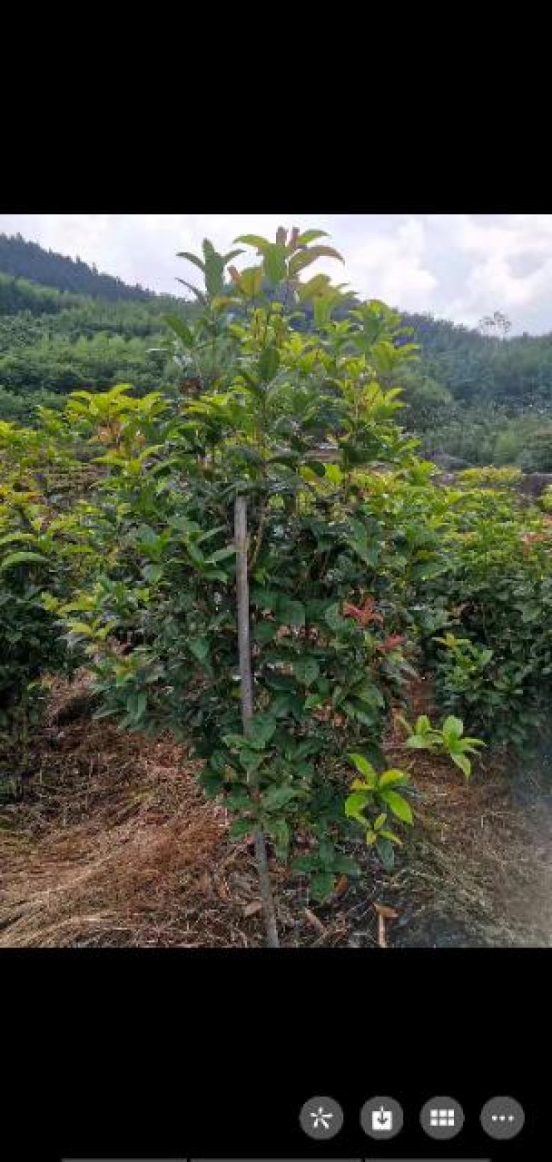 四季桂