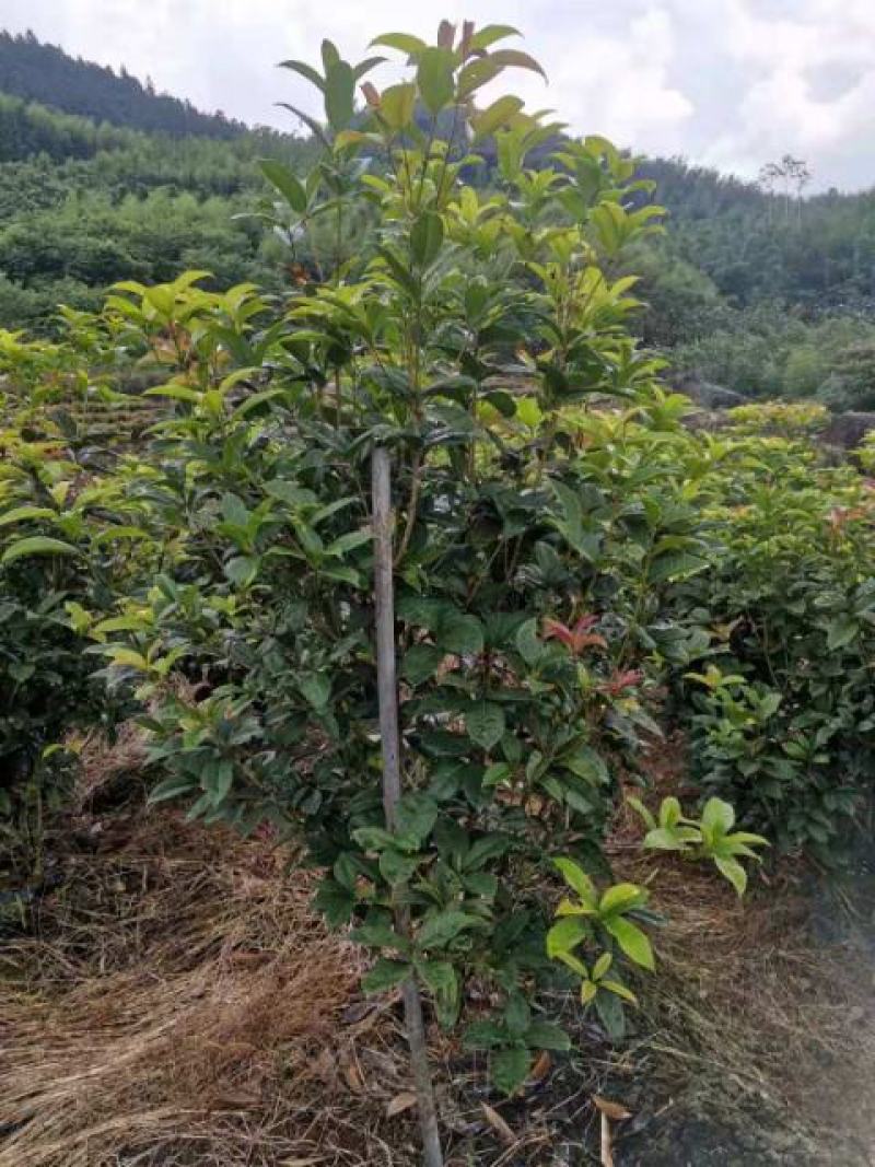 四季桂