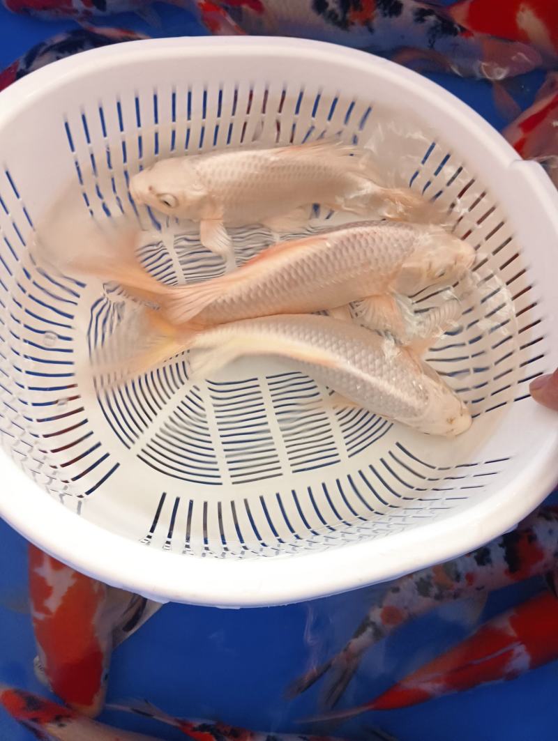 蝴蝶鲤，贵妃蝴蝶鲤25-33厘米的