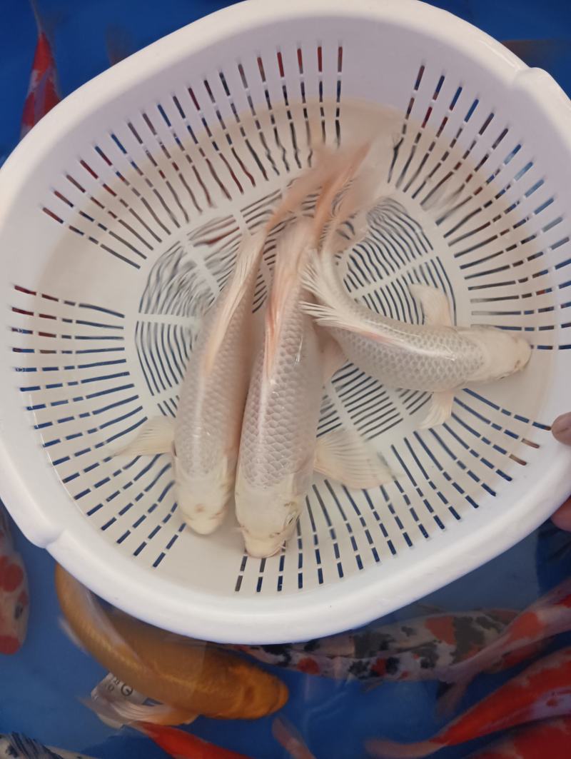蝴蝶鲤，贵妃蝴蝶鲤25-33厘米的