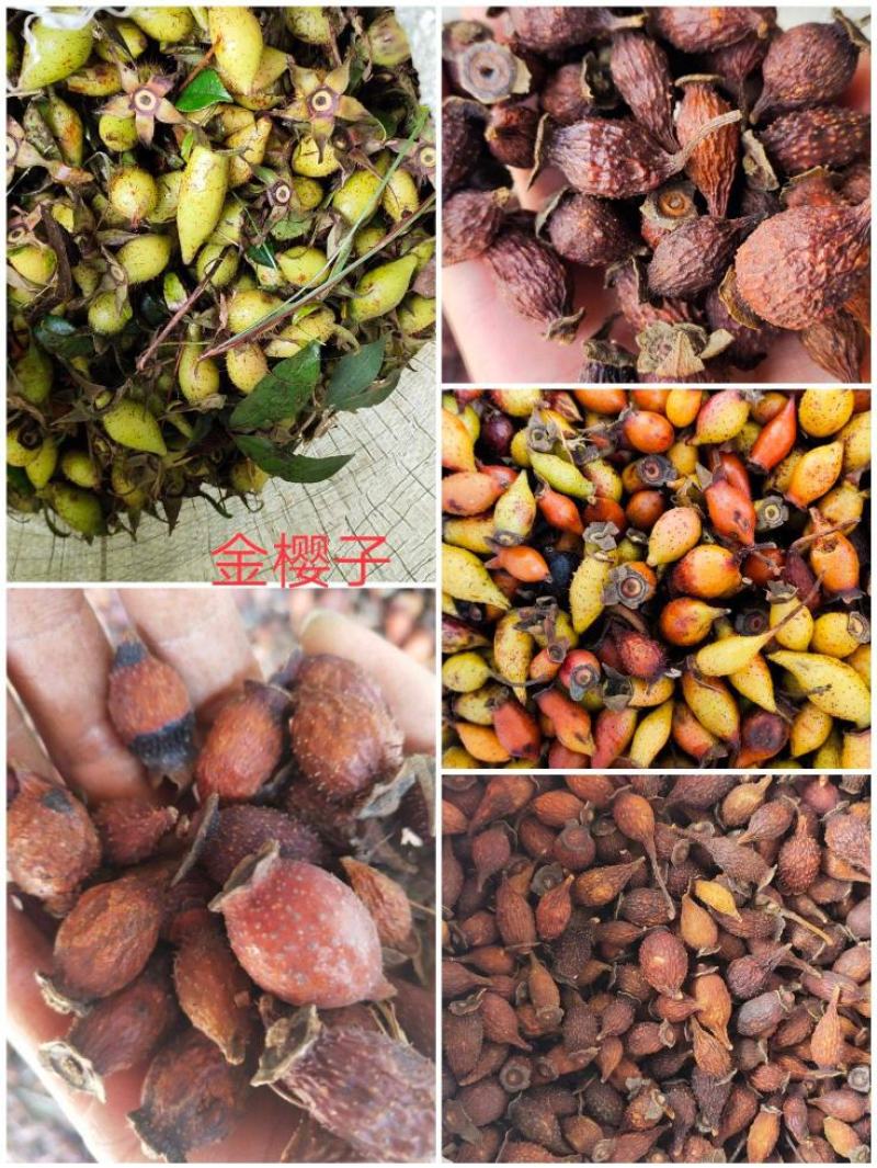 鲜金樱子