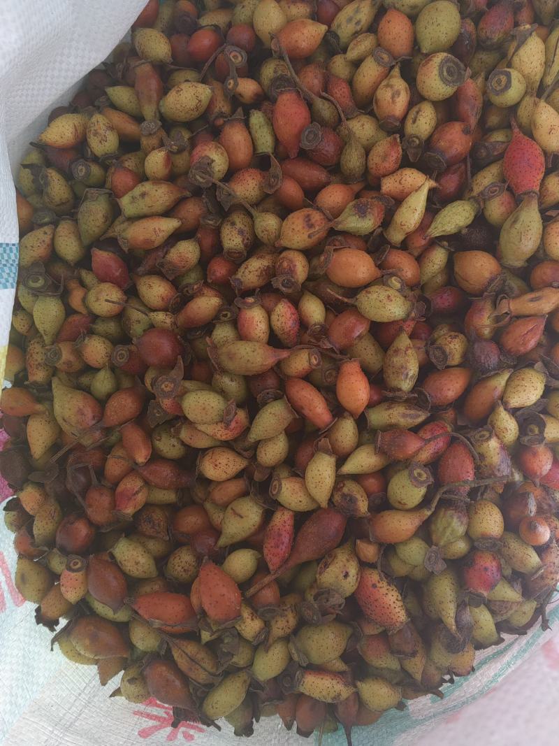 鲜金樱子