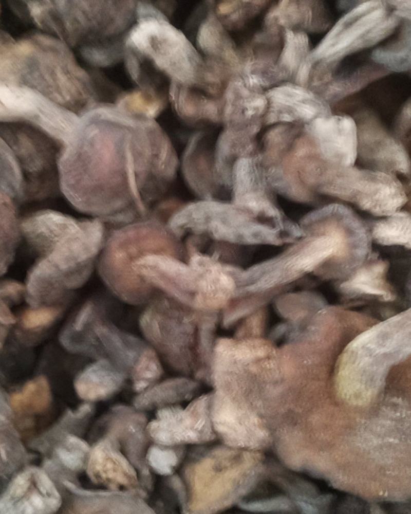 松蘑纯秋板手选板精品产地直发品质保证可视频看货欢迎下单