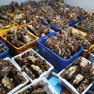 鲜冻帝王蟹，质量保证，一手货源，欢迎广大老板来洽谈合作。