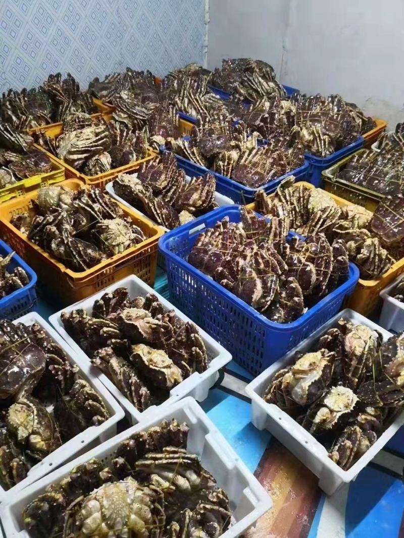 鲜冻帝王蟹，质量保证，一手货源，欢迎广大老板来洽谈合作。