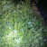 玉林博白县现有西洋菜优质种苗大量上市旱改水项目