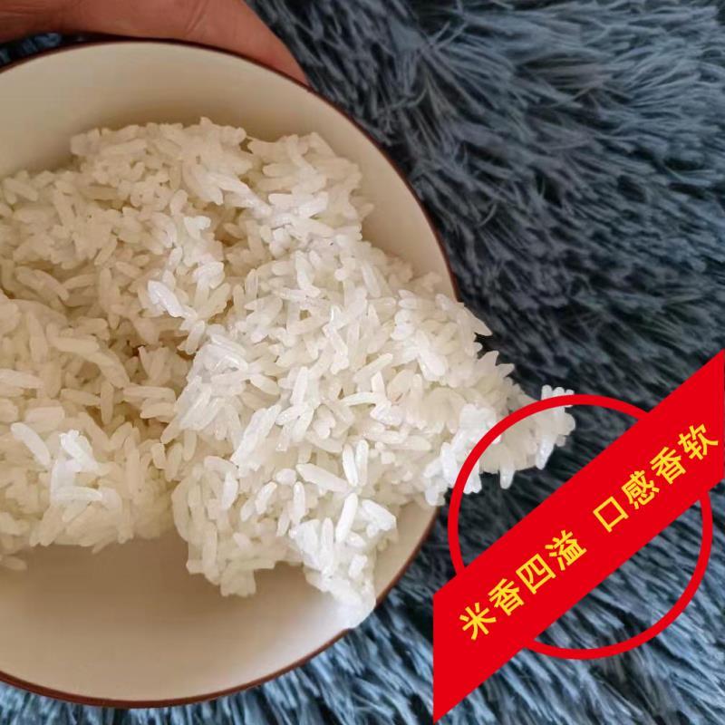 厂家直批猫牙米5kg~25kg煲仔饭用米长粒软香新米代发