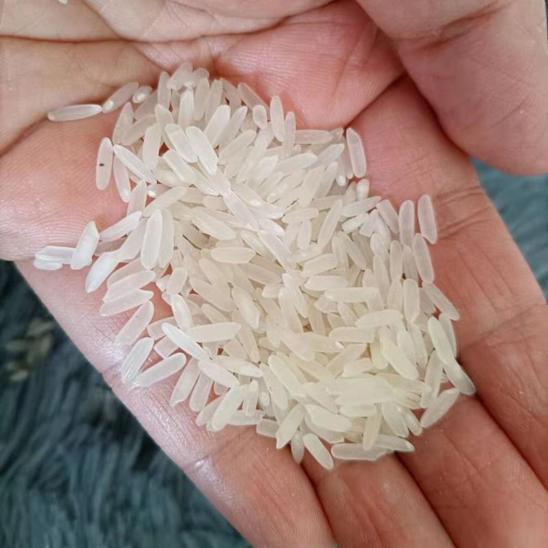 厂家直批猫牙米5kg~25kg煲仔饭用米长粒软香新米代发