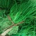 正宗半高庄二红洋葱苗，一手货源，品质有保障，价格不高