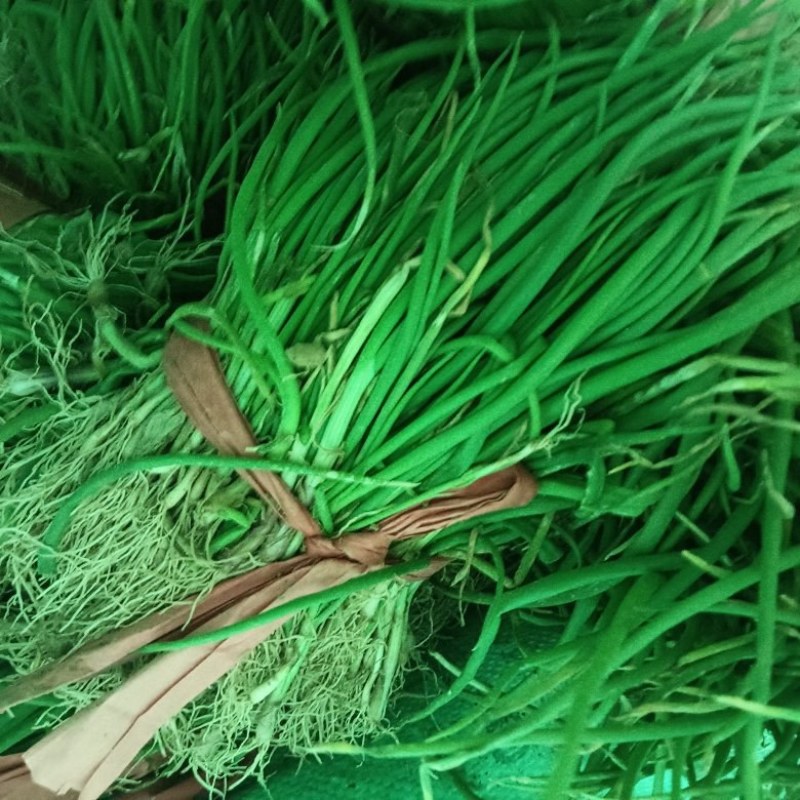 正宗半高庄二红洋葱苗，一手货源，品质有保障，价格不高