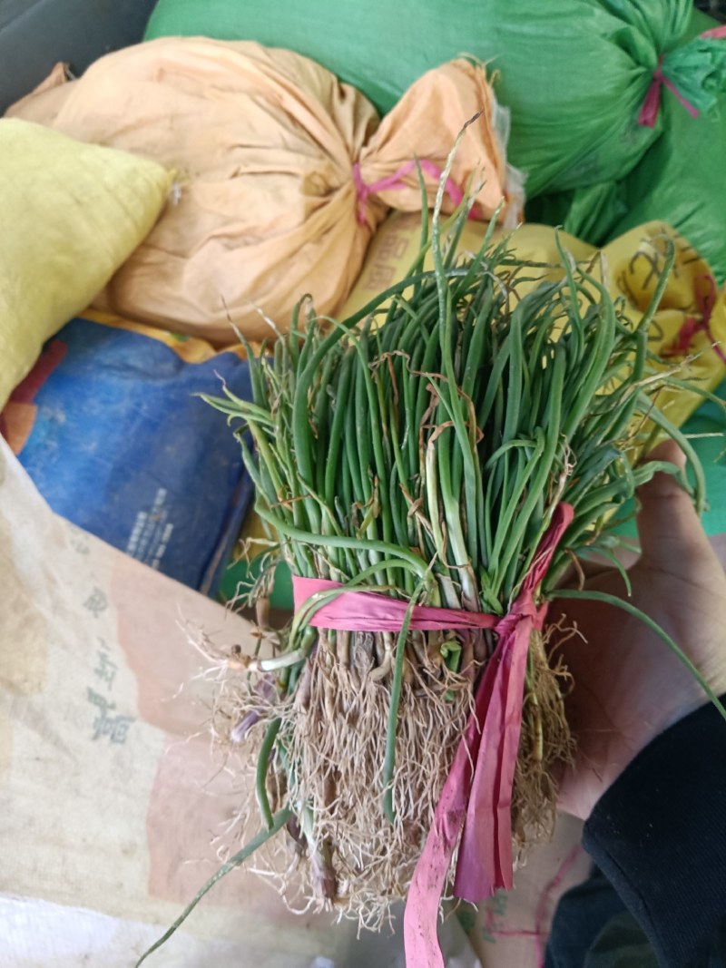 正宗半高庄二红洋葱苗，一手货源，品质有保障，价格不高
