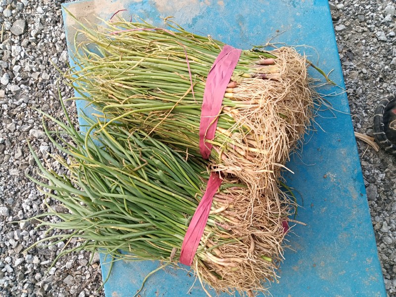正宗半高庄二红洋葱苗，一手货源，品质有保障，价格不高