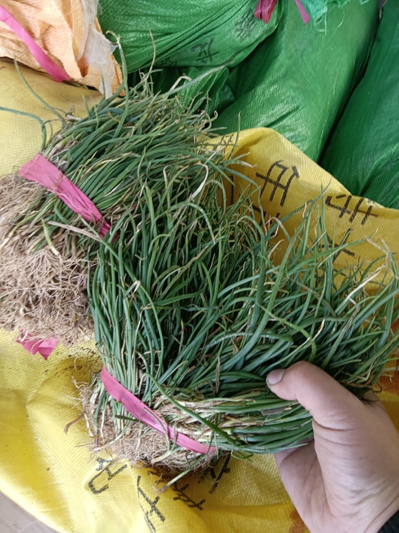 正宗半高庄二红洋葱苗，一手货源，品质有保障，价格不高