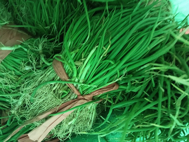 正宗半高庄二红洋葱苗，一手货源，品质有保障，价格不高