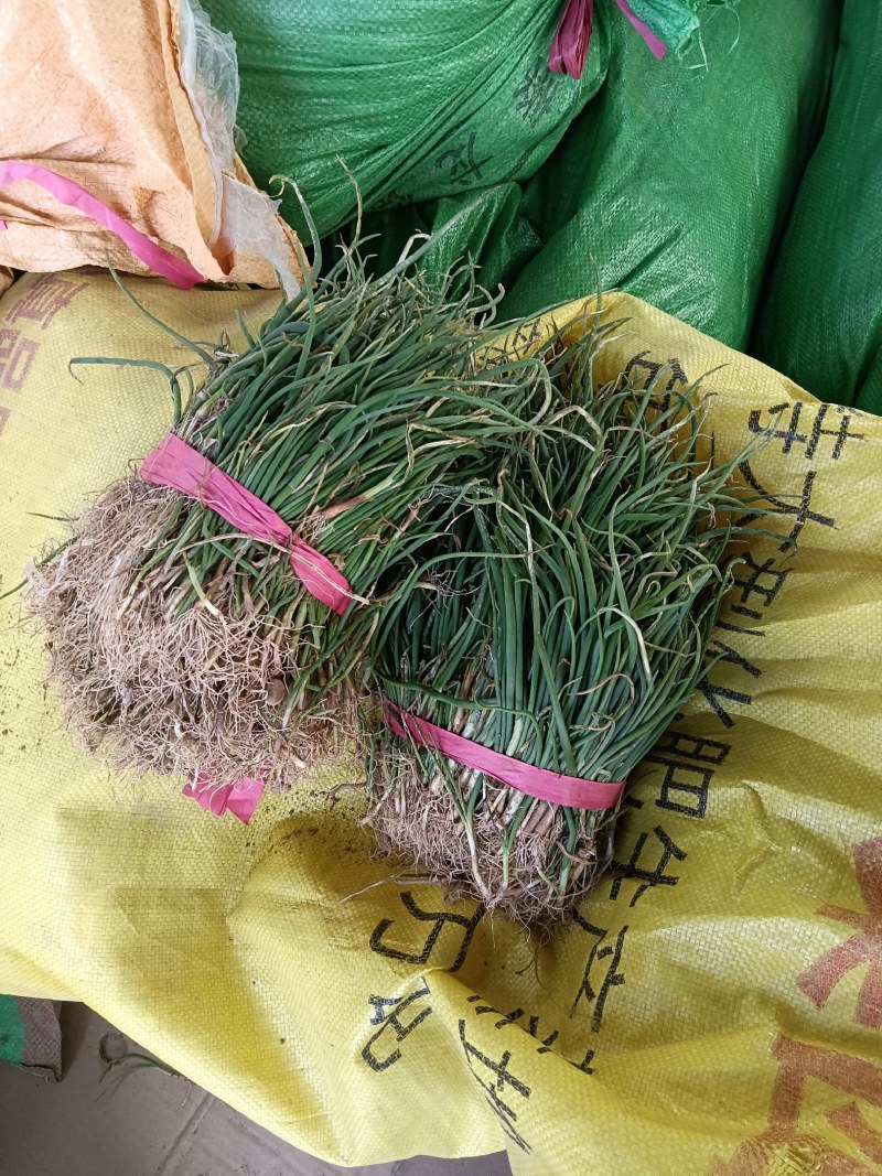 正宗半高庄二红洋葱苗，一手货源，品质有保障，价格不高