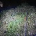 玉林博白县现有西洋菜优质种苗大量上市旱改水项目