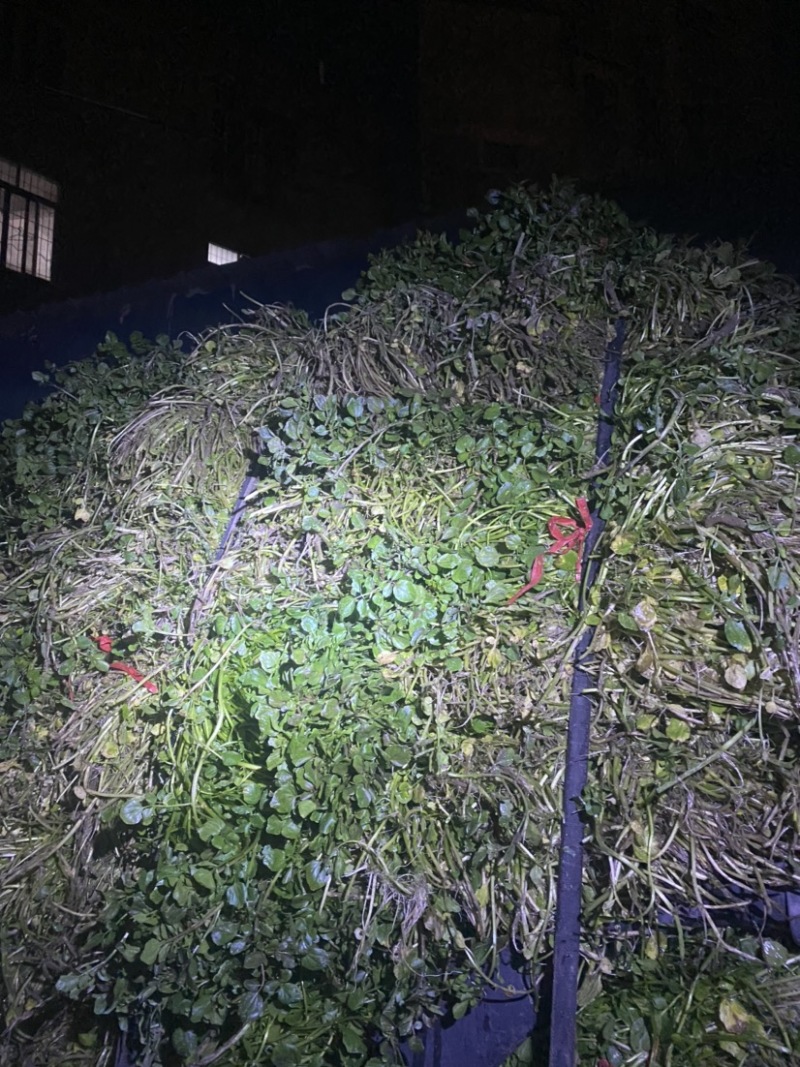玉林博白县现有西洋菜优质种苗大量上市旱改水项目