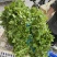 玉林博白县现有西洋菜优质种苗大量上市旱改水项目
