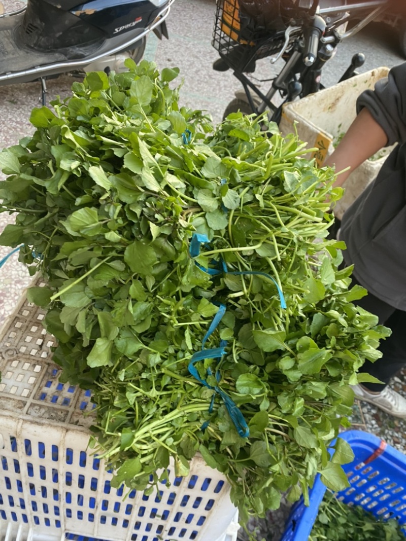 玉林博白县现有西洋菜优质种苗大量上市旱改水项目