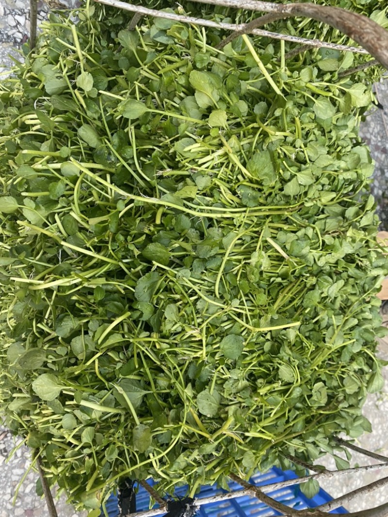 玉林博白县现有西洋菜优质种苗大量上市旱改水项目