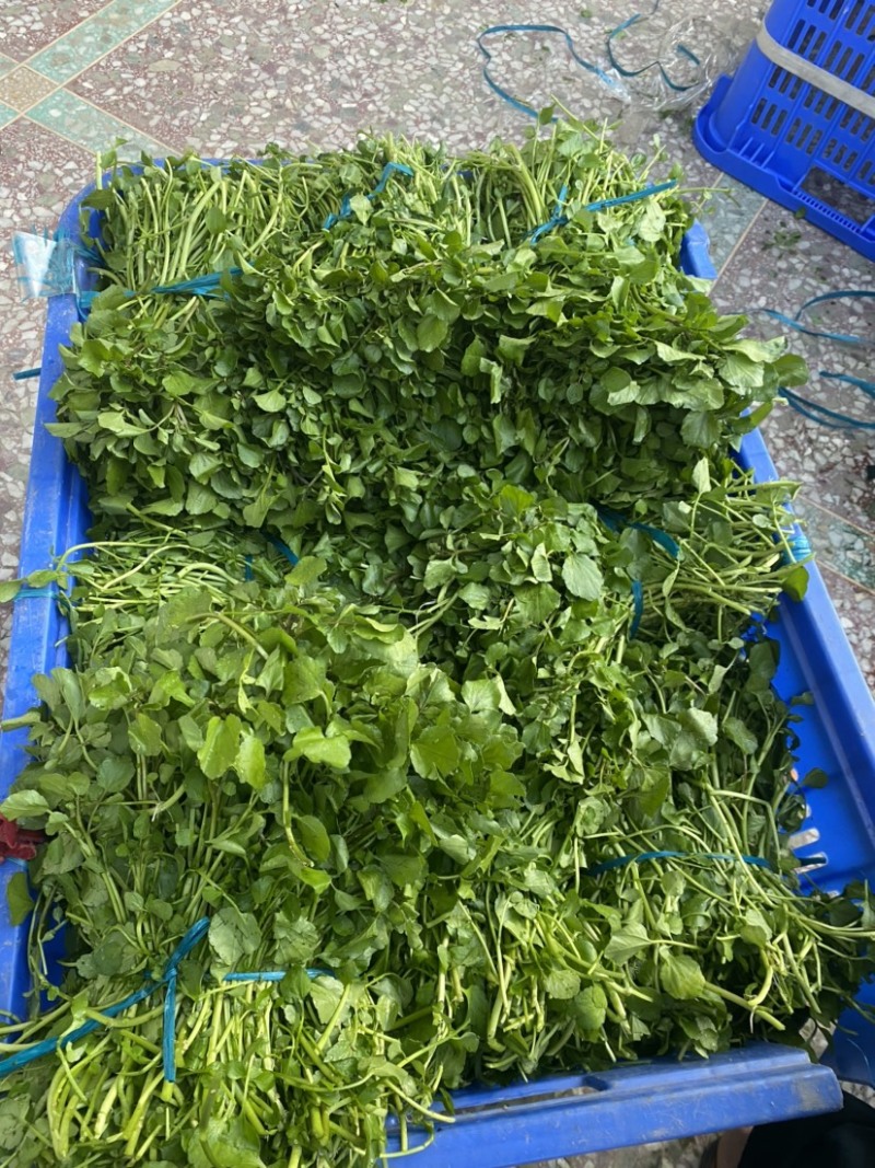玉林博白县现有西洋菜优质种苗大量上市旱改水项目