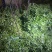 玉林博白县现有西洋菜优质种苗大量上市旱改水项目